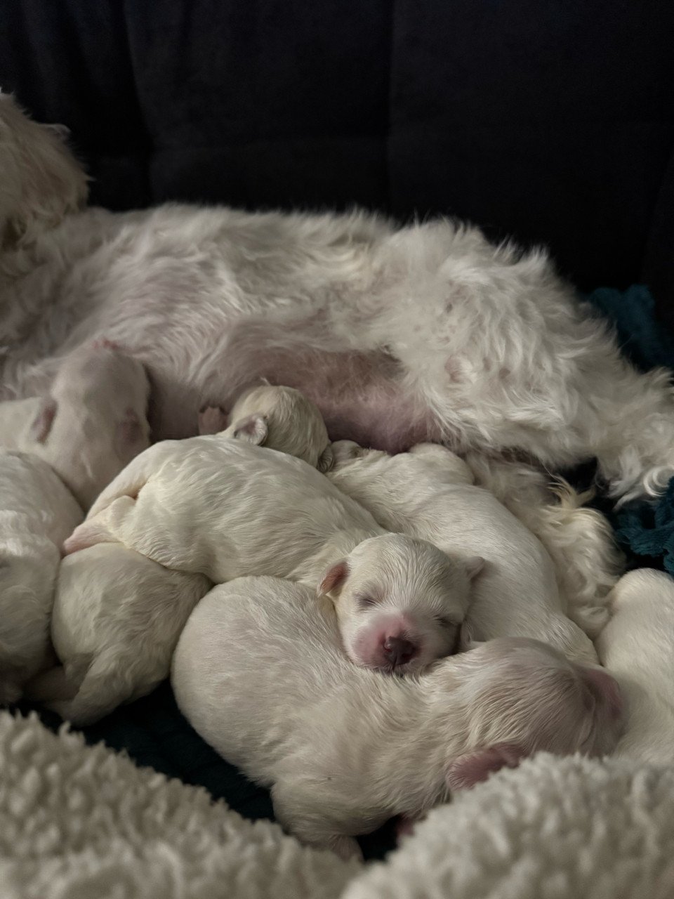 Maltezer puppys