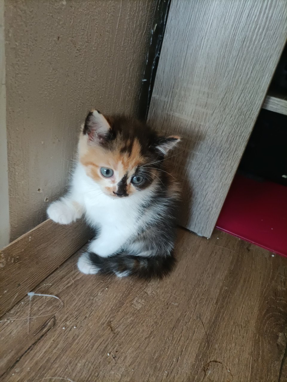 Kruising kittens