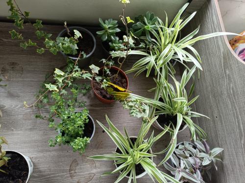Kamerplantjes 1 euro per stuk