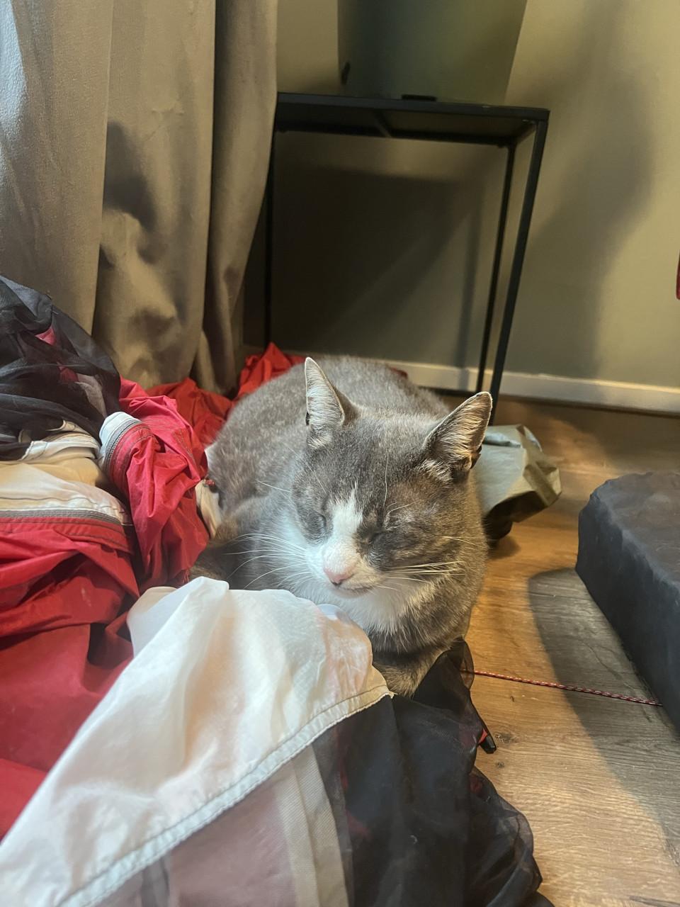 Lieve kater, gratis op te halen
