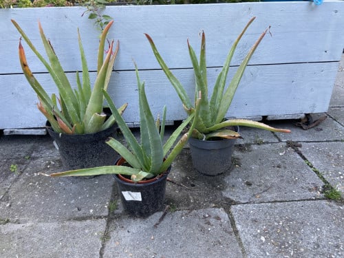 Aloë Vera planten