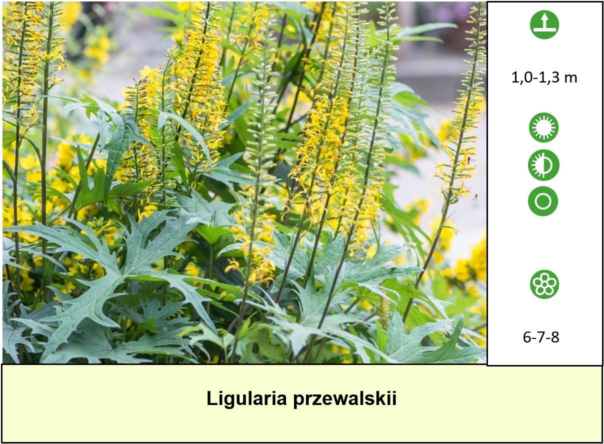 Vaste planten, vlinder,- en bijenplanten voor slechts €1,25 p/st  ++ TIP ++