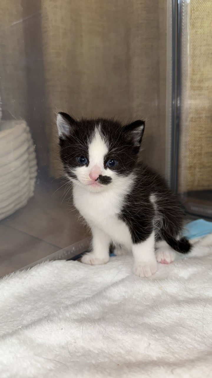 Kitten