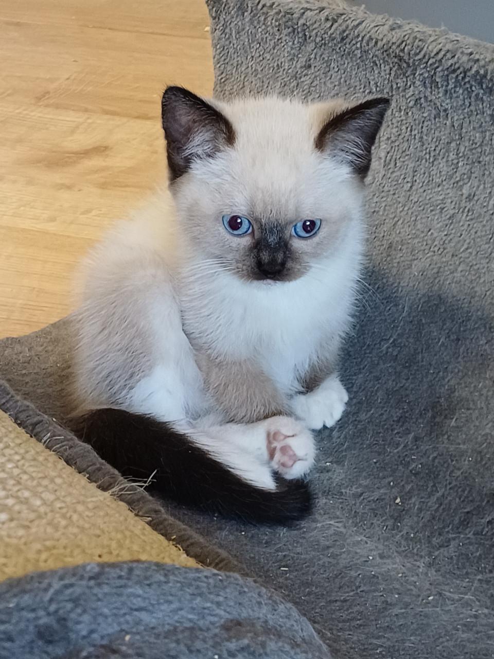 Prachtige Britse Korthaar x Ragdoll kittens beschikbaar.