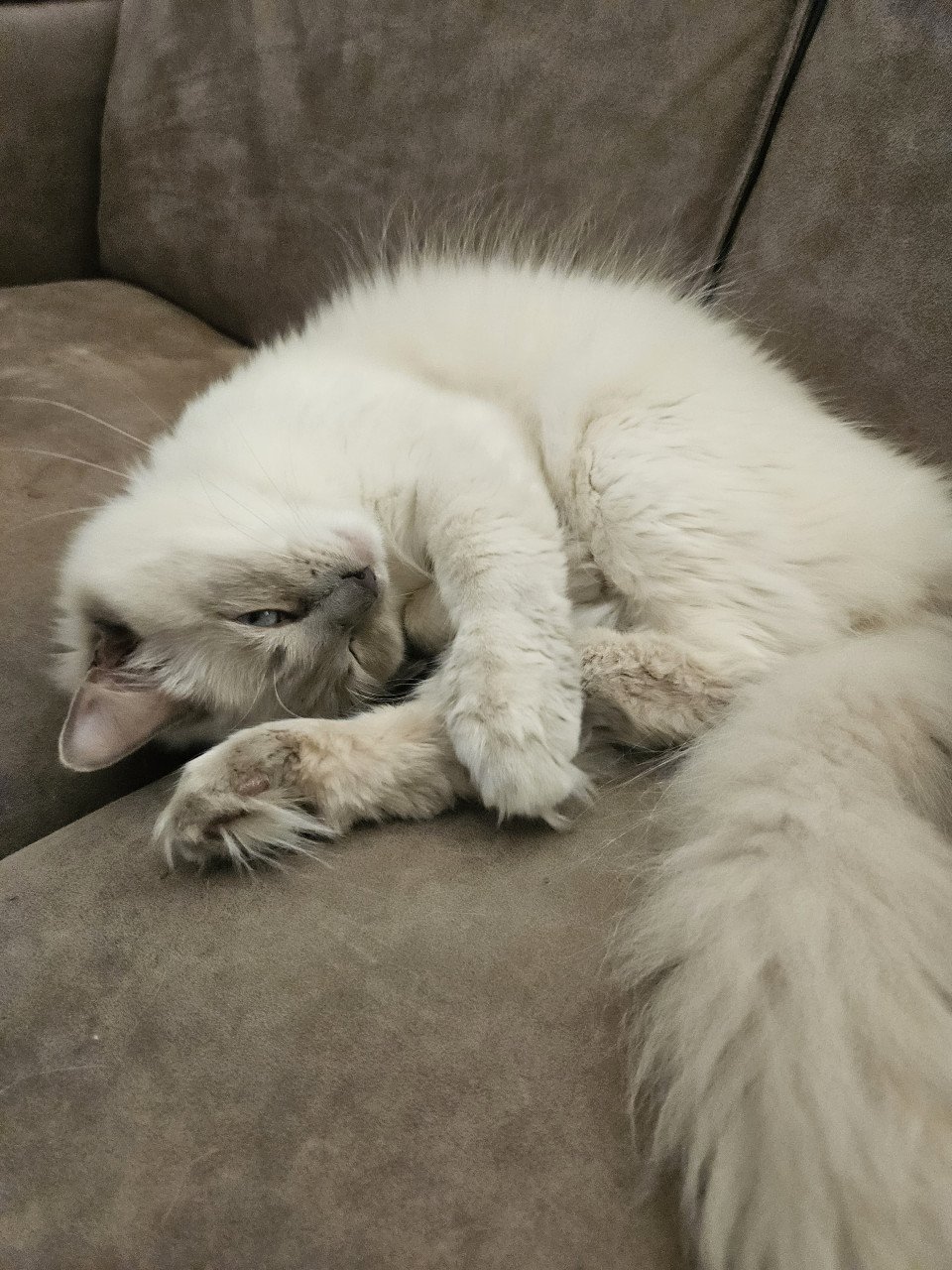 Lieve 100% ragdoll zoekt nieuw huisje
