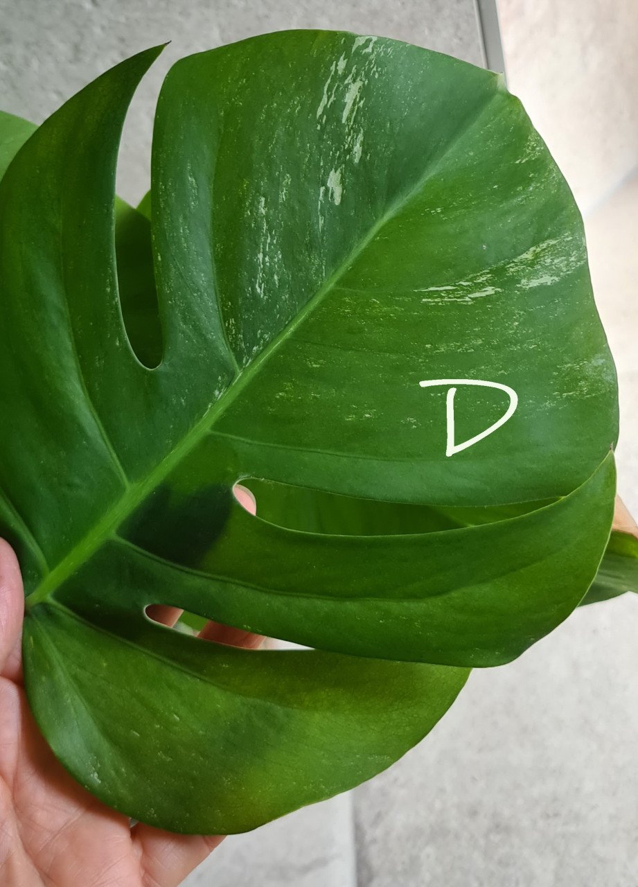 Monstera Variegata stekken