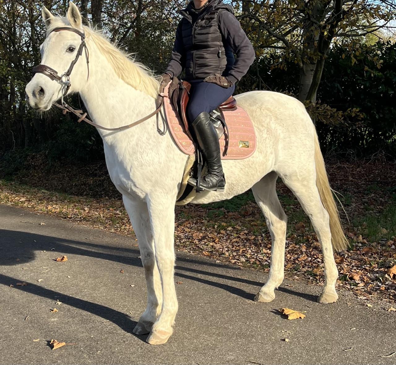 Recreatie paard met super lief karakter