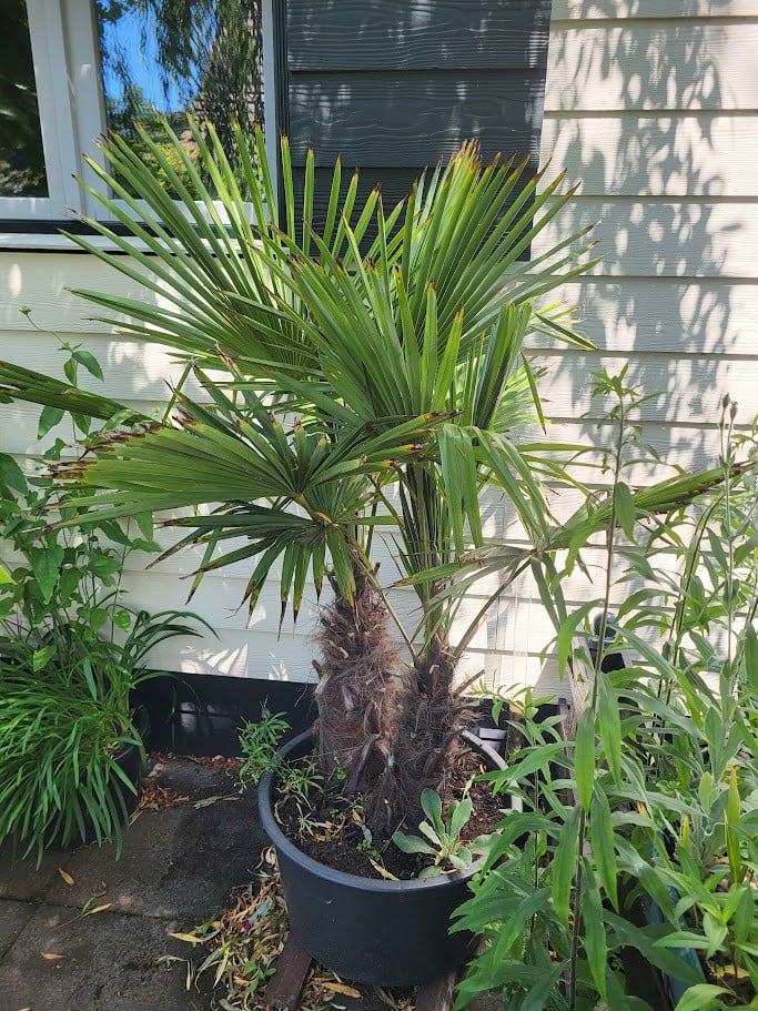 Palmboom ( 2-stammig)