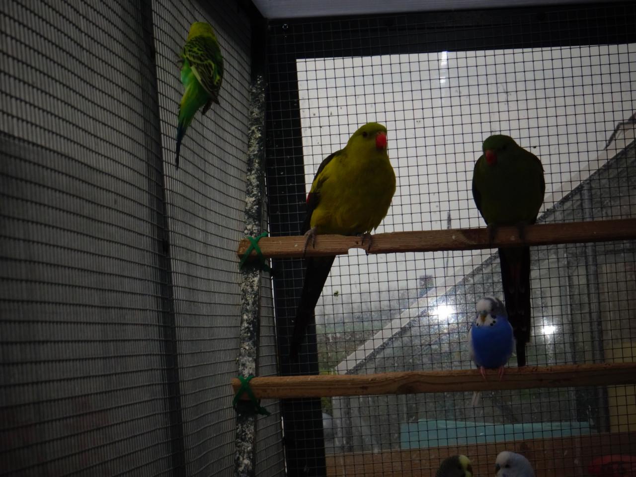 Te koop koppel Bergparkieten Broedrijp geringd drie jaar oud !!