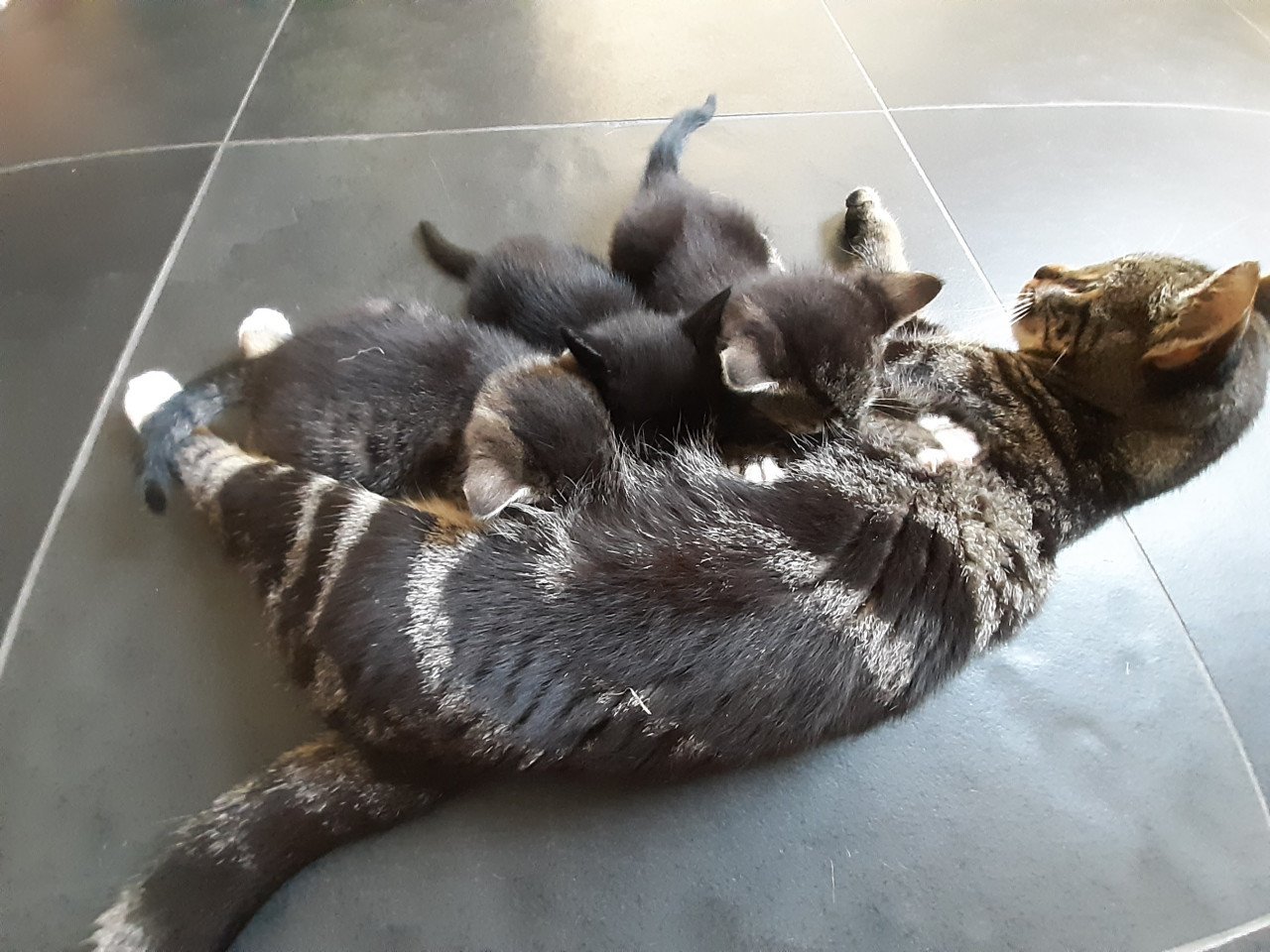 Verschillende lieve kittens