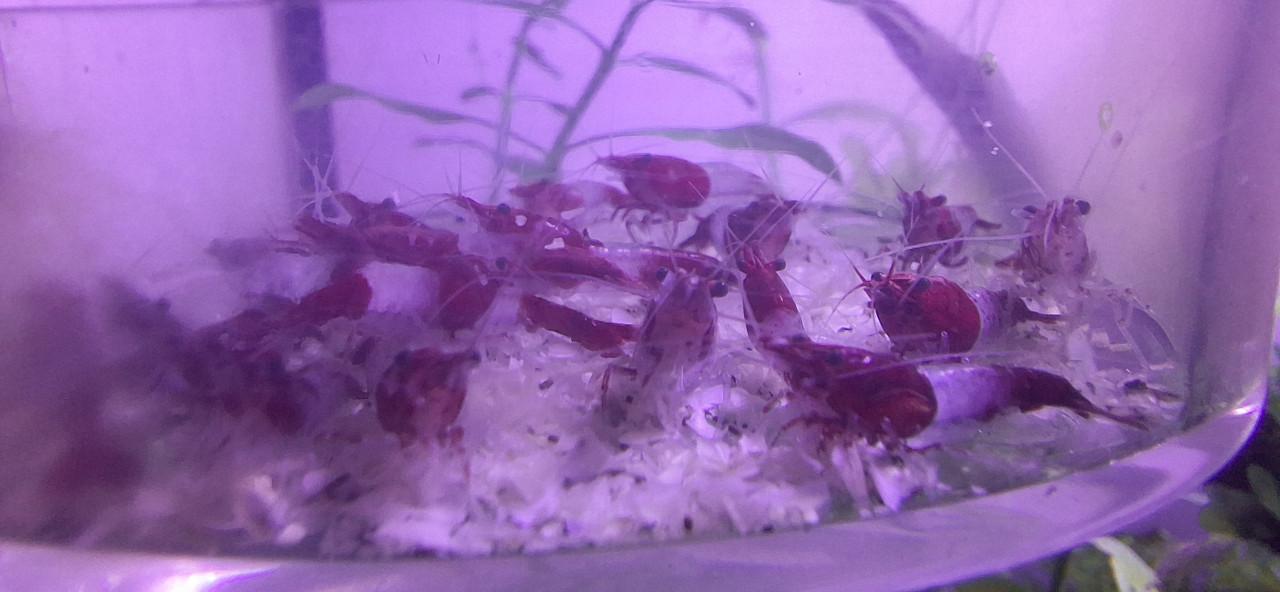 Red rili garnalen