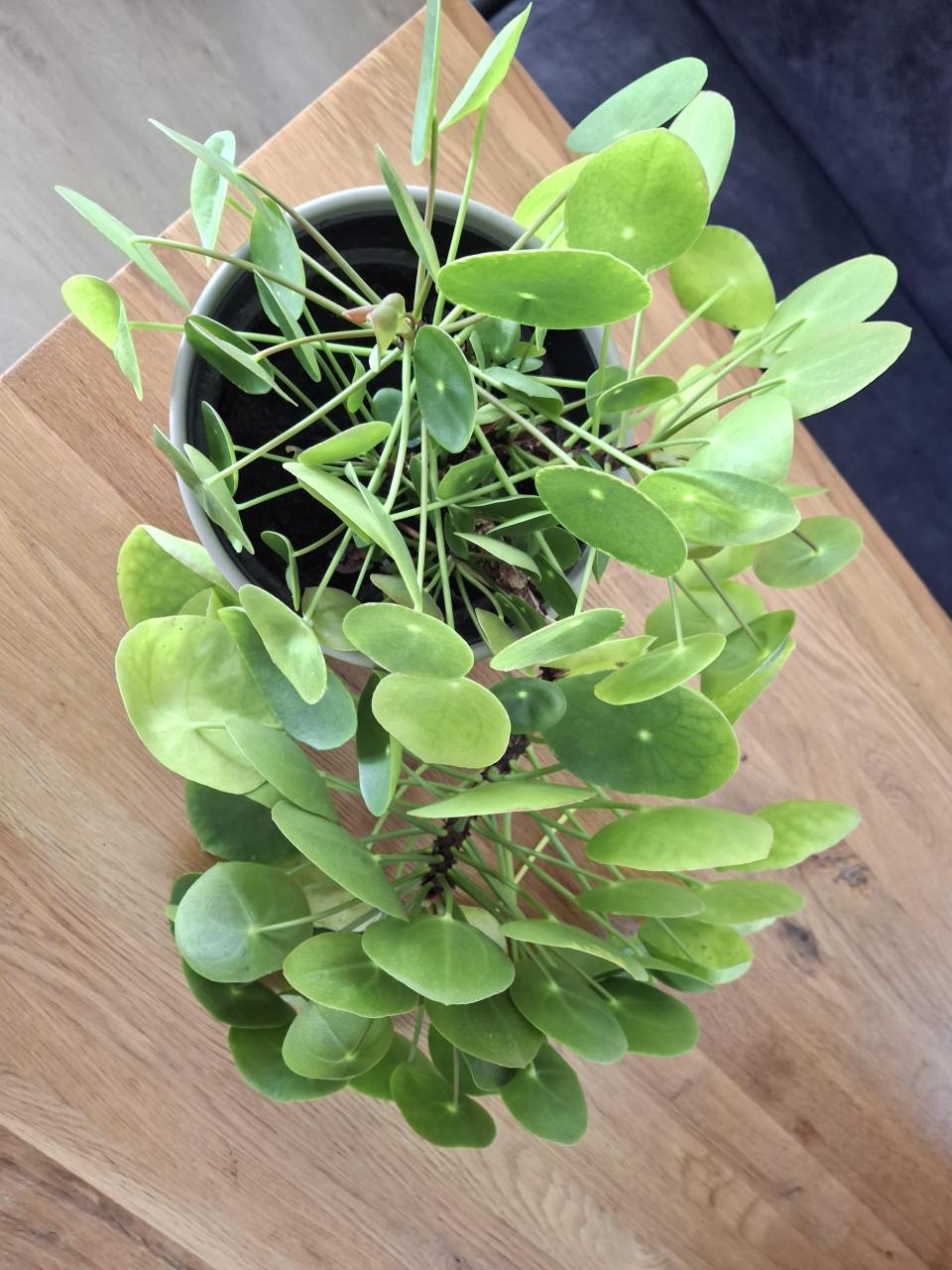 Grote, unieke pannekoekplant