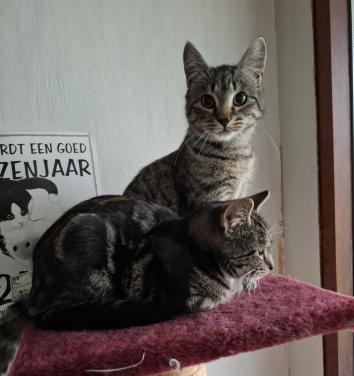 2 Kittens 6 maanden. Poes en katertje