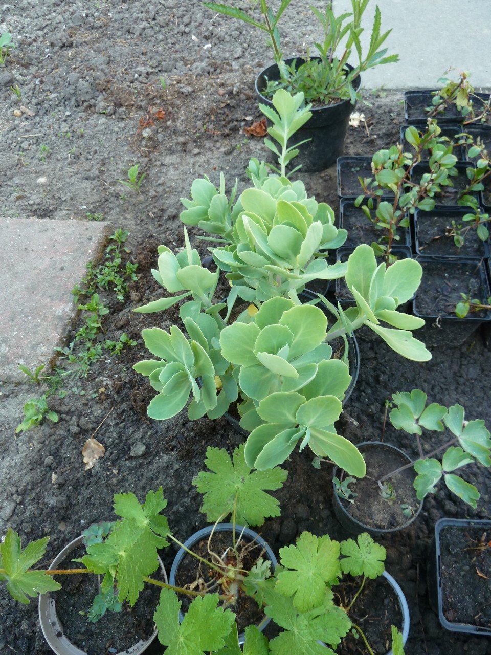 VASTE PLANTEN EN BODEMBEDEKKERS