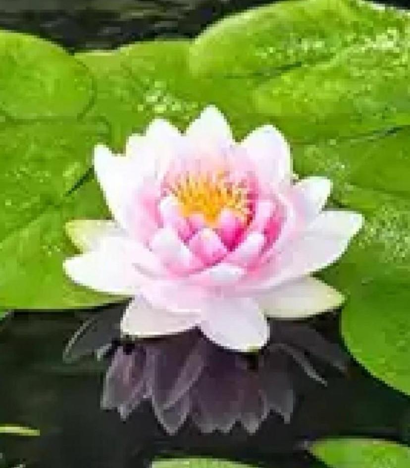 Emmer waterlelie stekken roze