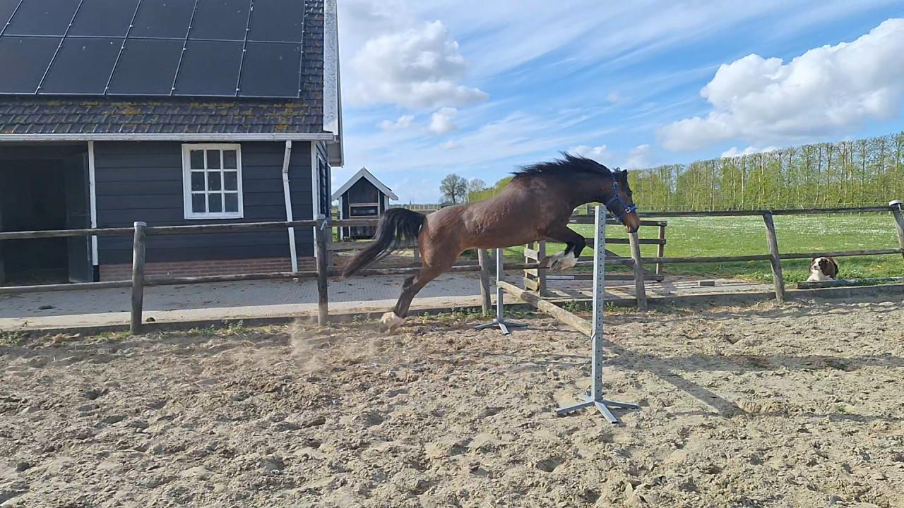 Pony talentvol en energiek, merrie 11jr, 145