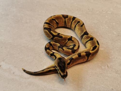 Koningspython Super Enchi mannetje