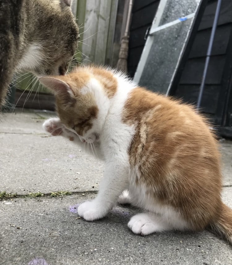 Kitten / kittens zoeken gouden mandje!