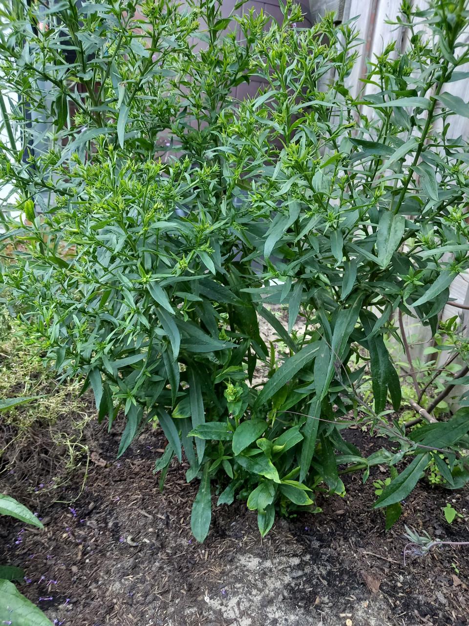 Dragon plant