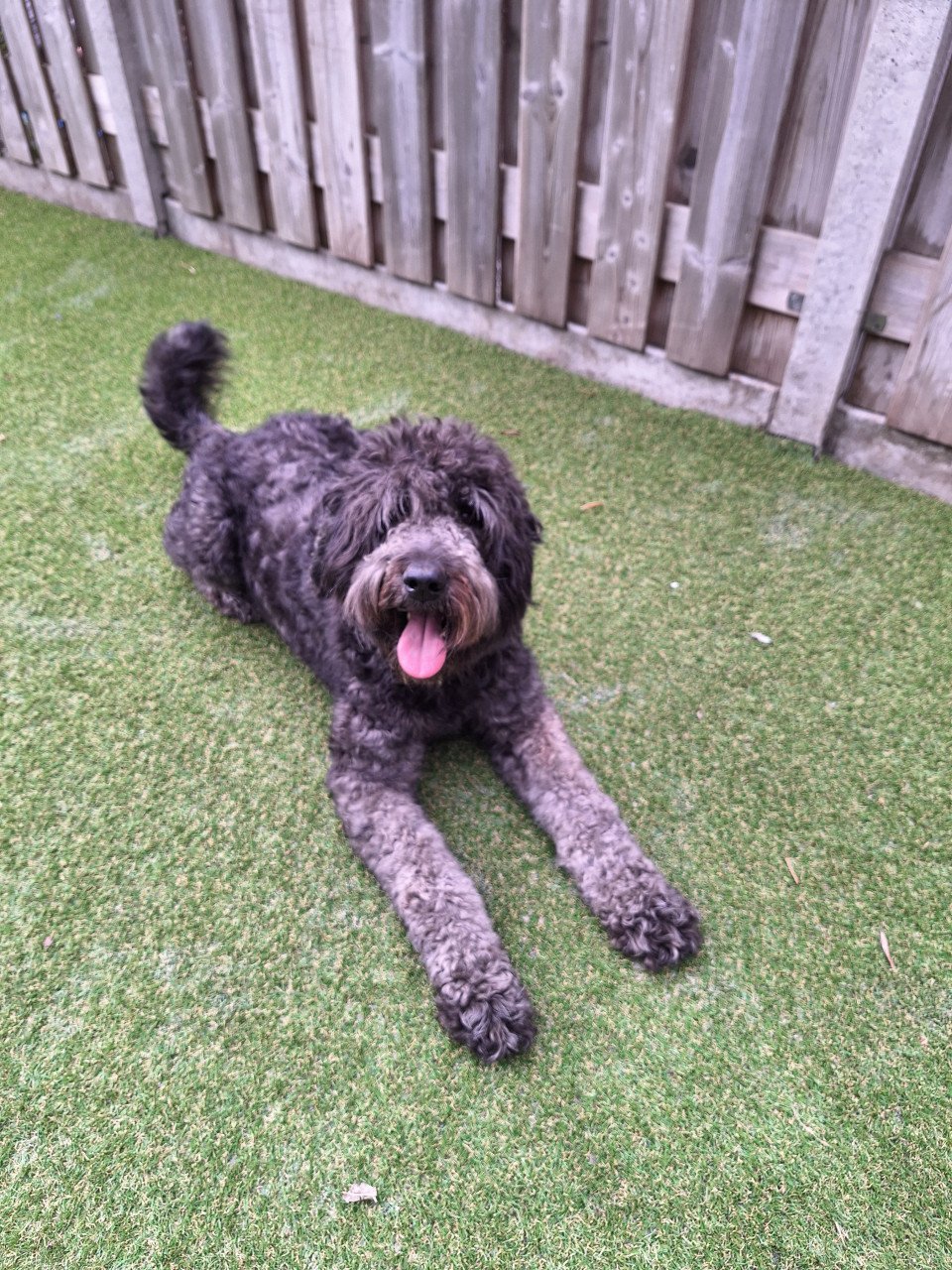 Bernedoodles One love