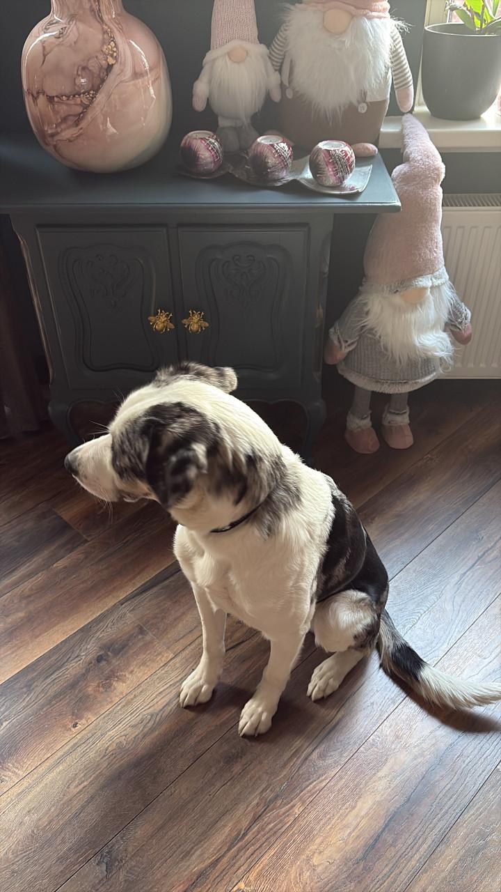 Baasje gezocht voor onze lieverd