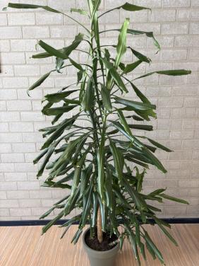 Grote Dracena kamerplant 190 cm hoog voor de prijs van een bos bloemen