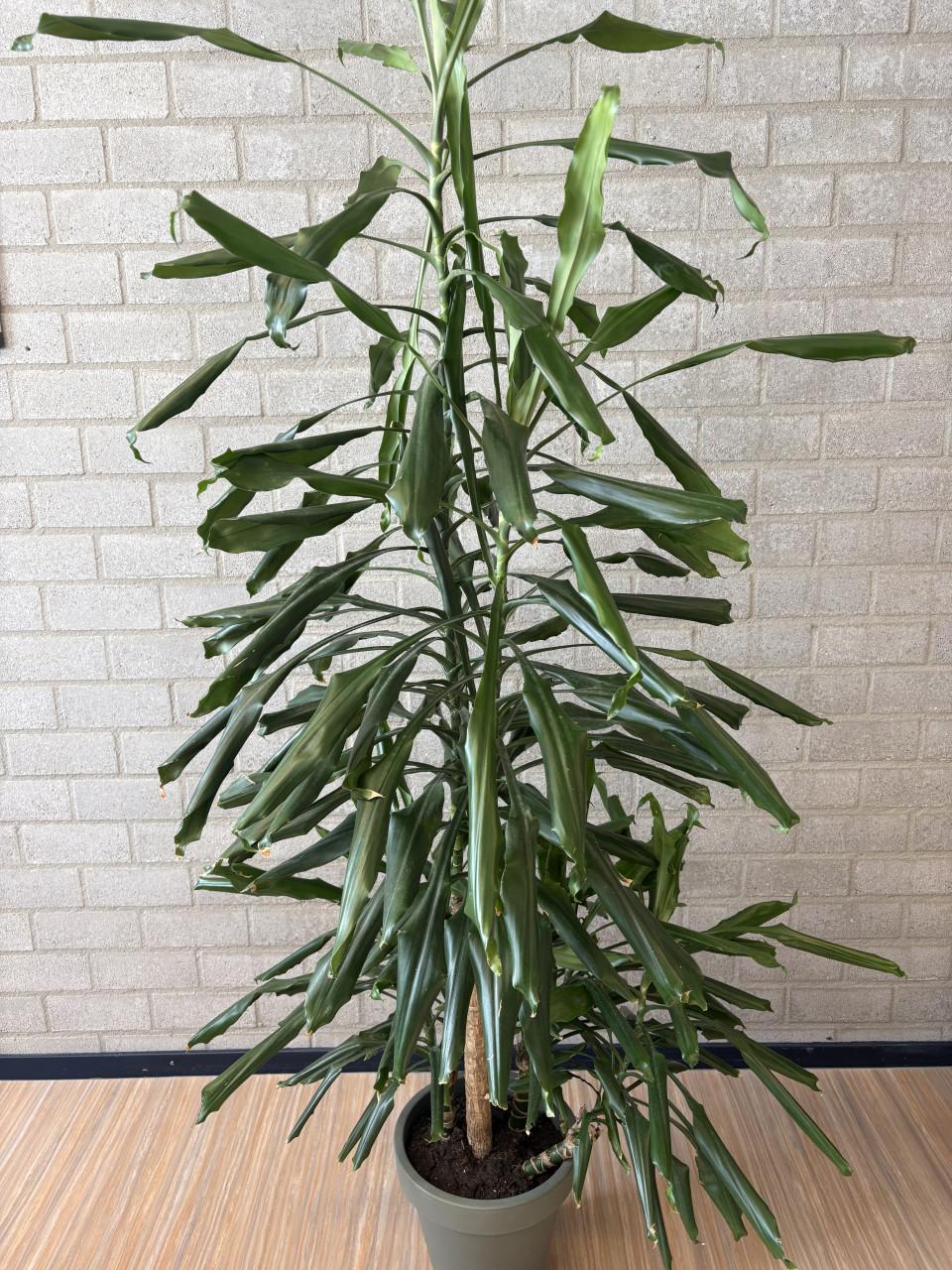 Grote Dracena kamerplant 190 cm hoog voor de prijs van een bos bloemen