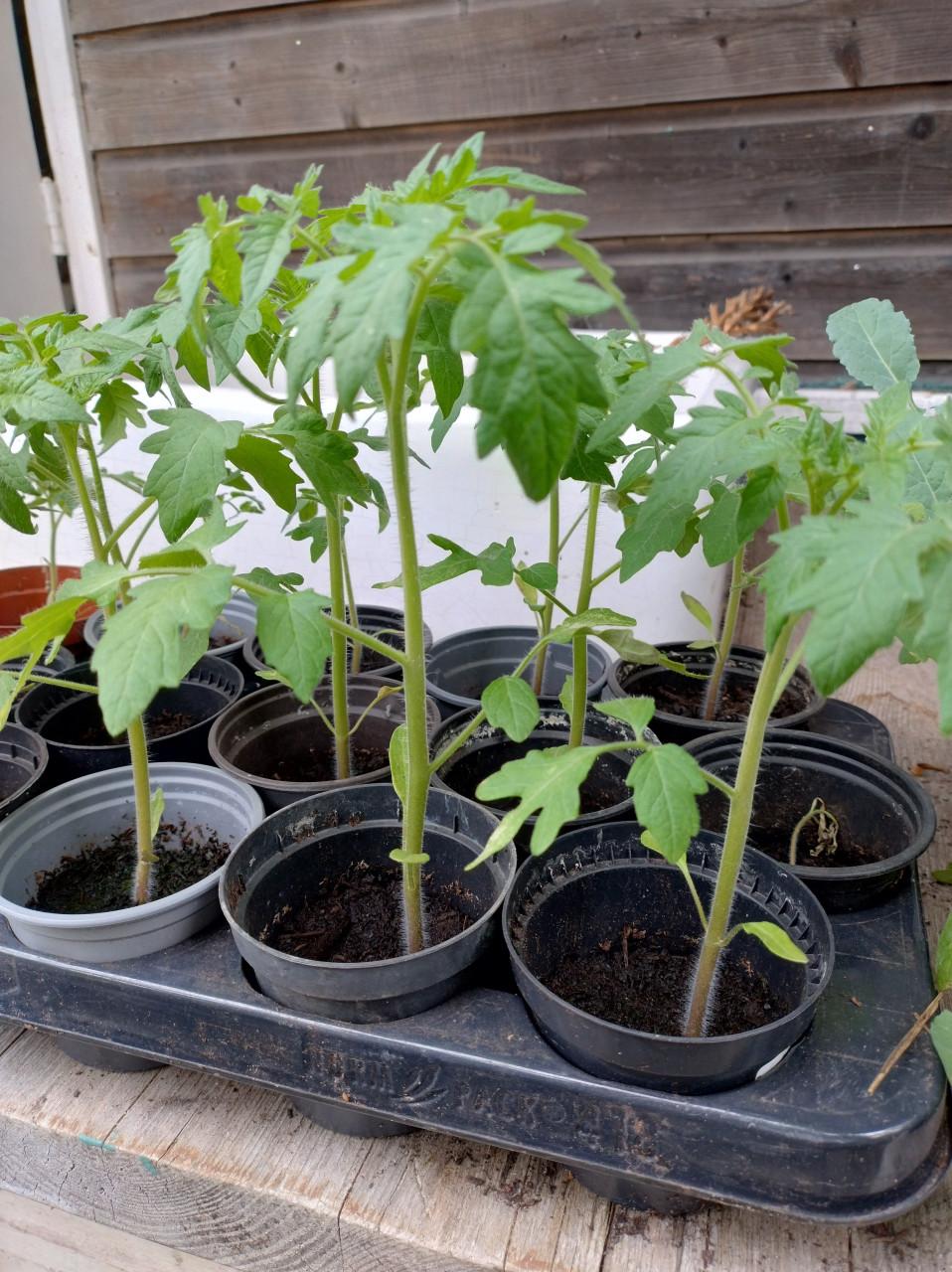 Tomatenplantjes
