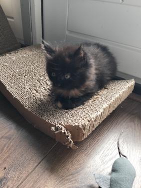 Kitten - vrouwtje