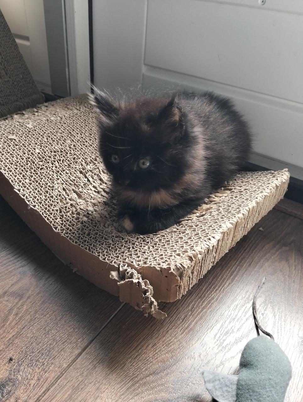 Kitten - vrouwtje