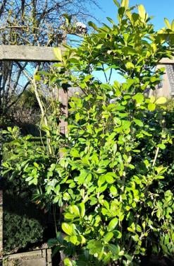 Mooie grote laurier (> circa 2,50 meter hoog)