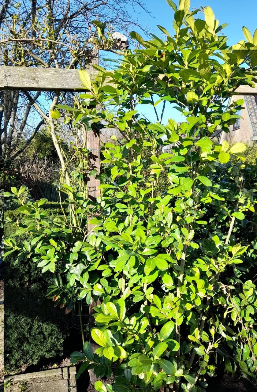 Mooie grote laurier (> circa 2,50 meter hoog)