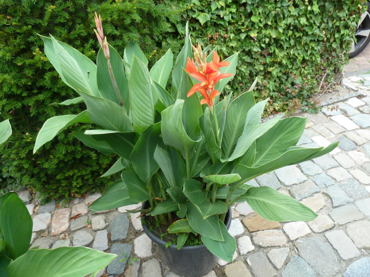 MOOIE CANNA