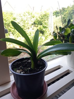Te Koop: Clivia stek Bio
