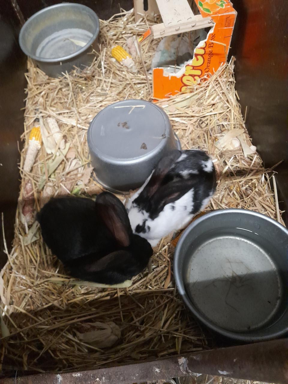 Konijnen te koop lotharinger