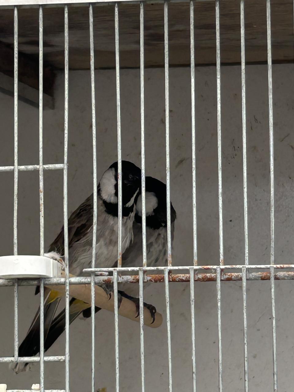 Witoorbuulbuul