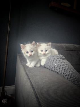 RAGDOLL  kittens