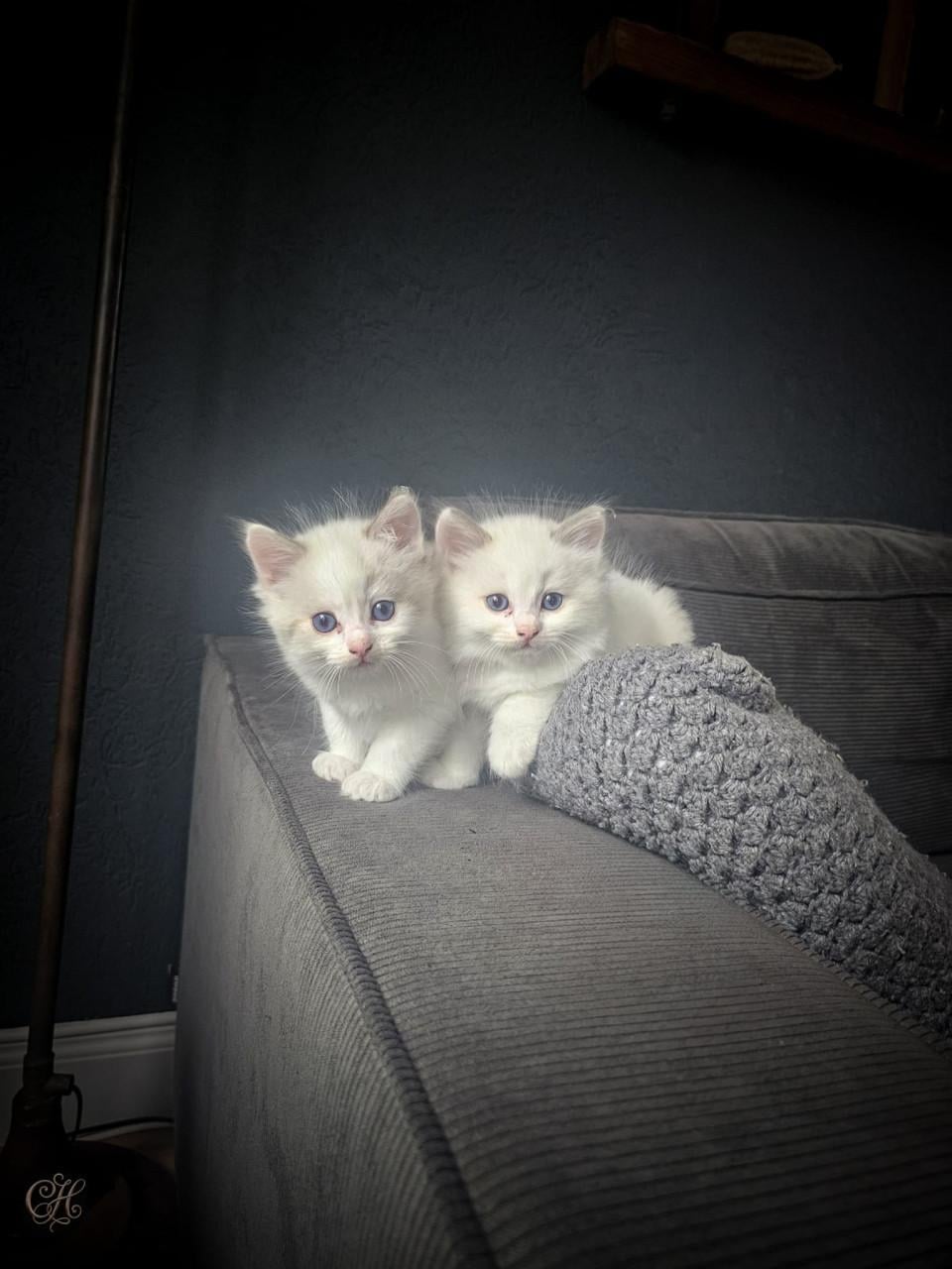 RAGDOLL  kittens