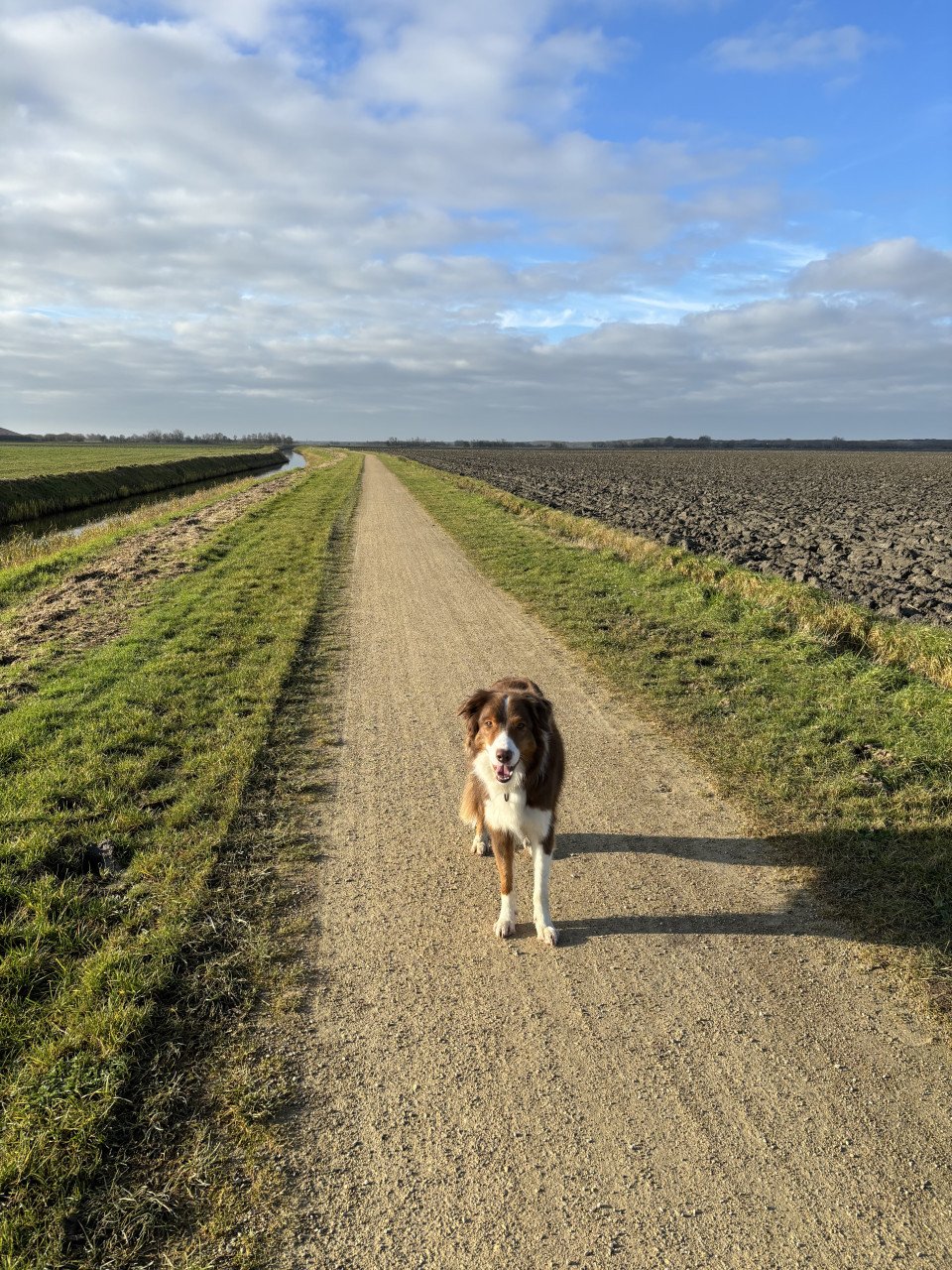 Border Collie Lowie ter adoptie/ herplaatsing
