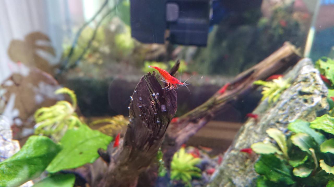 High grade Bloody Mary Neocaridina garnalen