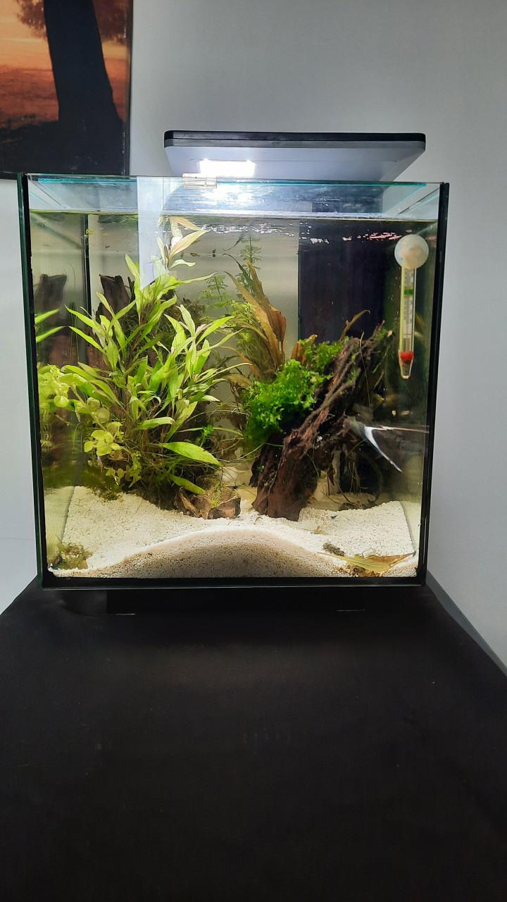 Aqarium en toebehoren , garnalen en guppies