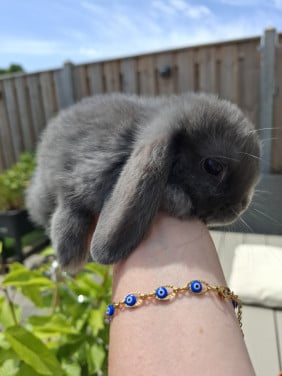Prachtig lief minilop konijntje rammetje