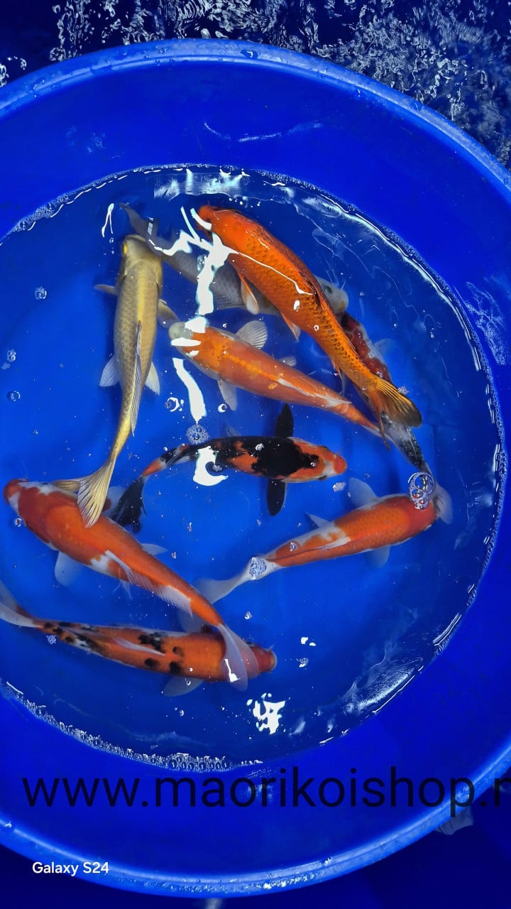 Mooi koi