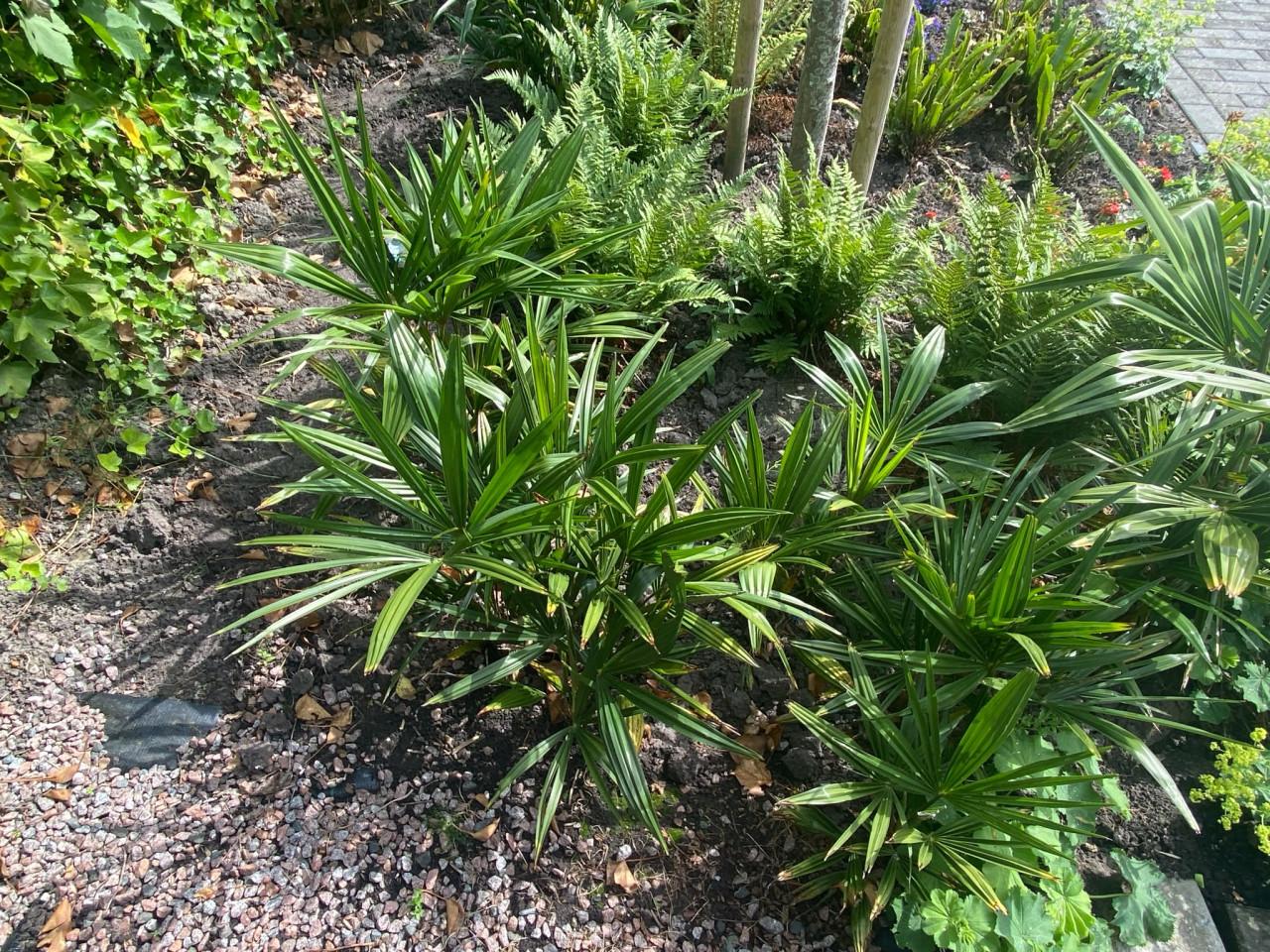Stekken van Chinese waaierpalm (Trachycarpus)