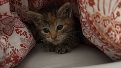 Kitten