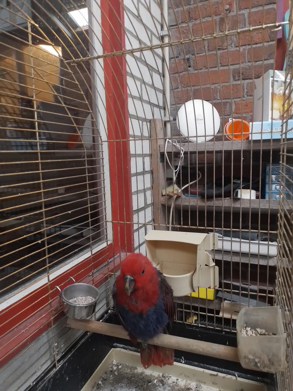 Jonge Edelpapegaai met kooi