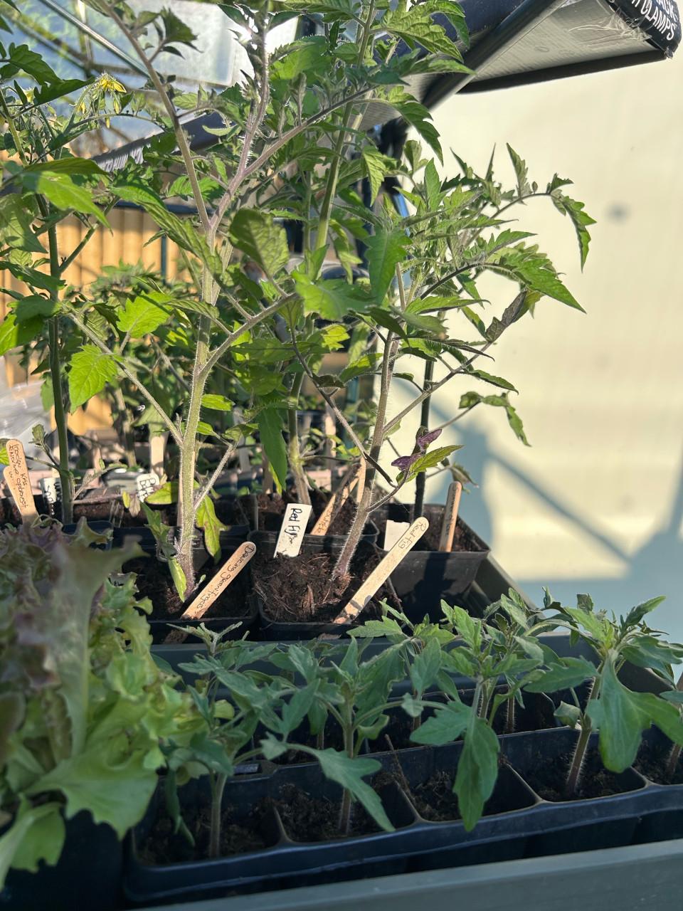 BIOLOGISCHE TOMATEN