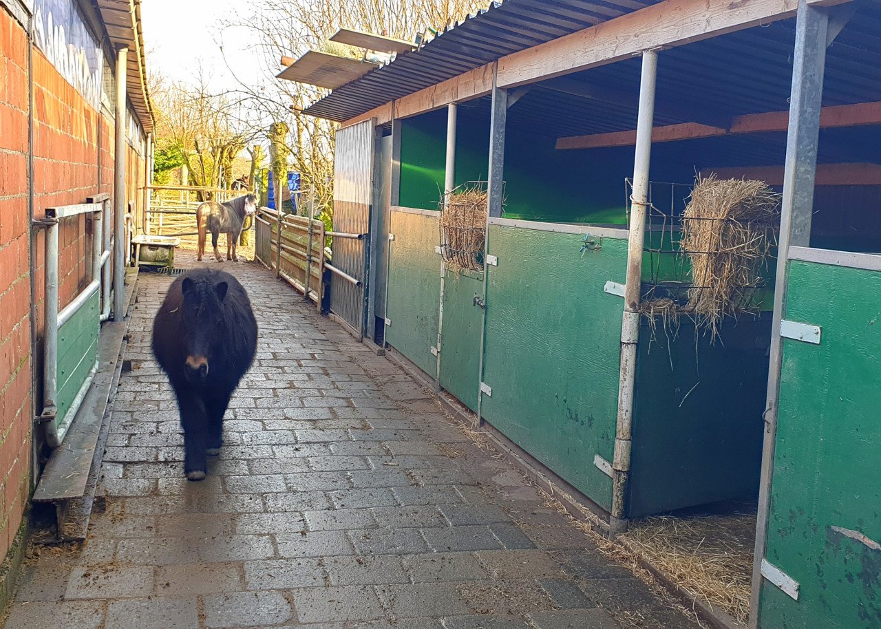 Paardenstalling en Ponystalling beschikbaar