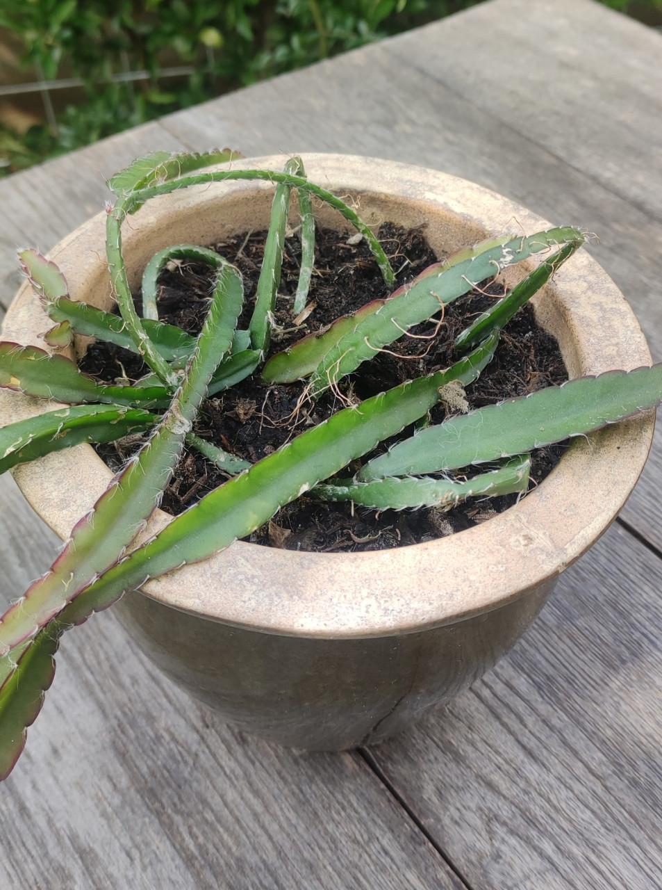 Lepismium cruciforme - koraalcactus