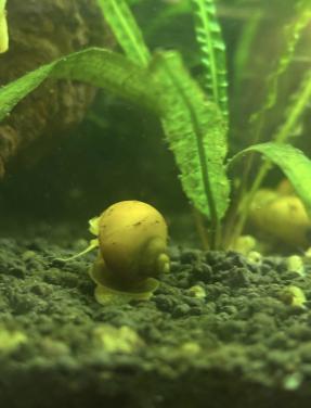Leuke gele zoetewater slak